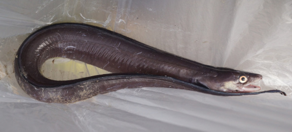 【写真】グレーンセンター前で獲れた60cmオーバー級のアナゴ