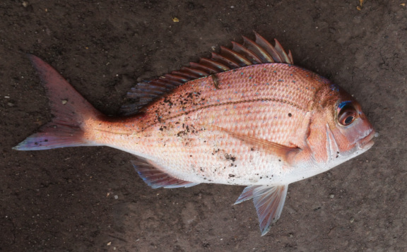 【写真】コマロック前の岸壁で釣れたマダイ　2018年05月19日