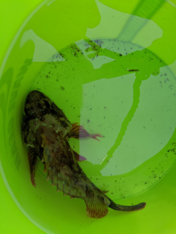 【写真】600堤防で釣れたカサゴ　2019年09月02日