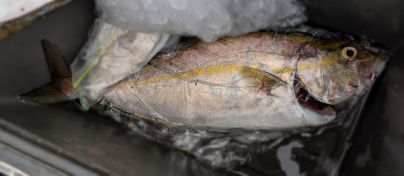 【釣果写真】2019年09月02日　谷山港・コマロック前の岸壁で釣れたネイゴ