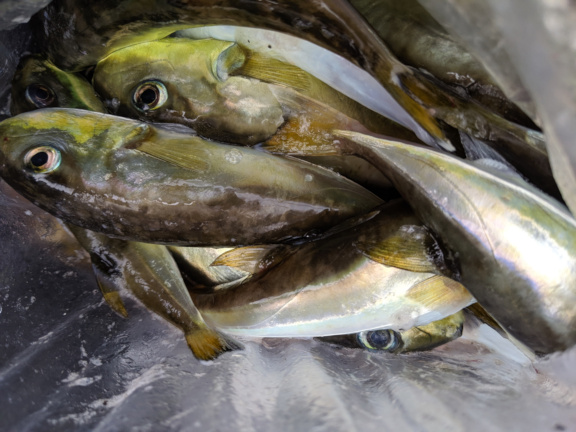 【釣果写真】2019年09月02日　谷山港・コマロック前の岸壁で釣れたサバフグ