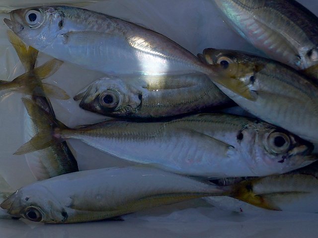 西日本興産前の岸壁で釣れた豆アジ