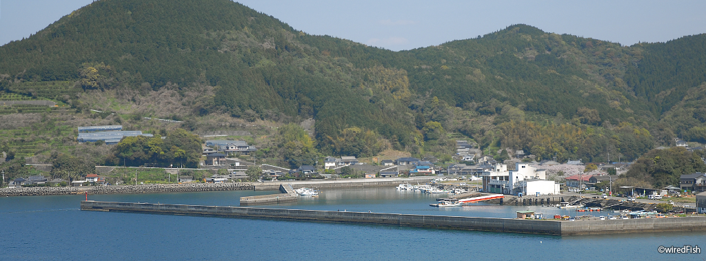 平国港 の釣り 熊本県 津奈木町 釣り情報サイト Wiredfish
