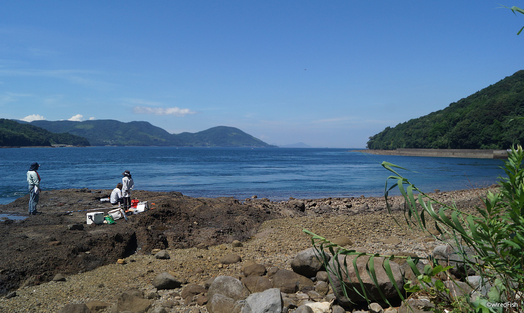 梶折鼻の釣り 鹿児島県 阿久根市 釣り情報サイト Wiredfish