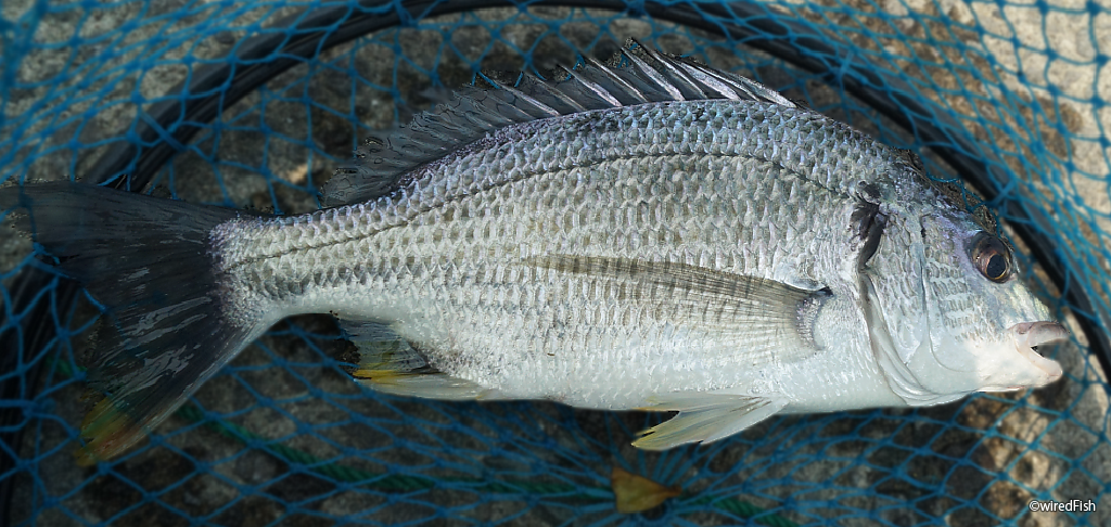 キチヌ 釣りの対象魚 釣り情報サイト Wiredfish