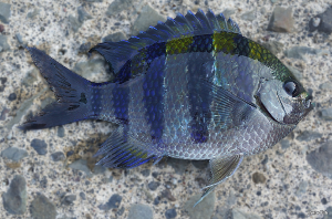 オヤビッチャ の生態と釣り方 釣り情報サイト Wiredfish
