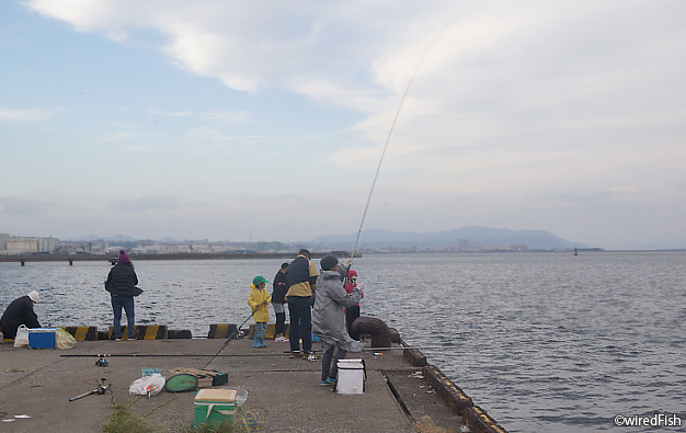 谷山港 鹿児島県 鹿児島市 の釣果状況 釣り情報サイト Wiredfish