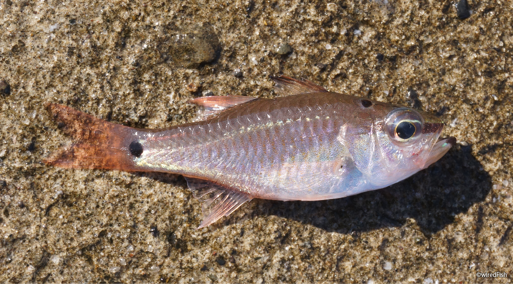 ネンブツダイ 釣りの対象魚