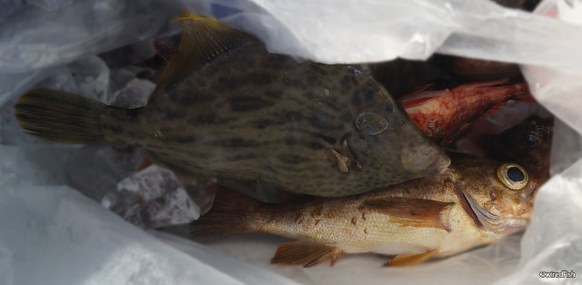 カワハギ の生態と釣り方 釣り情報サイト Wiredfish