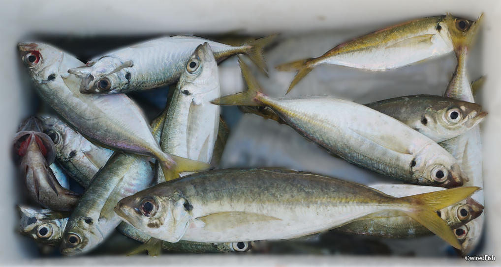 鹿児島県の アジ 釣り場 釣り情報サイト Wiredfish