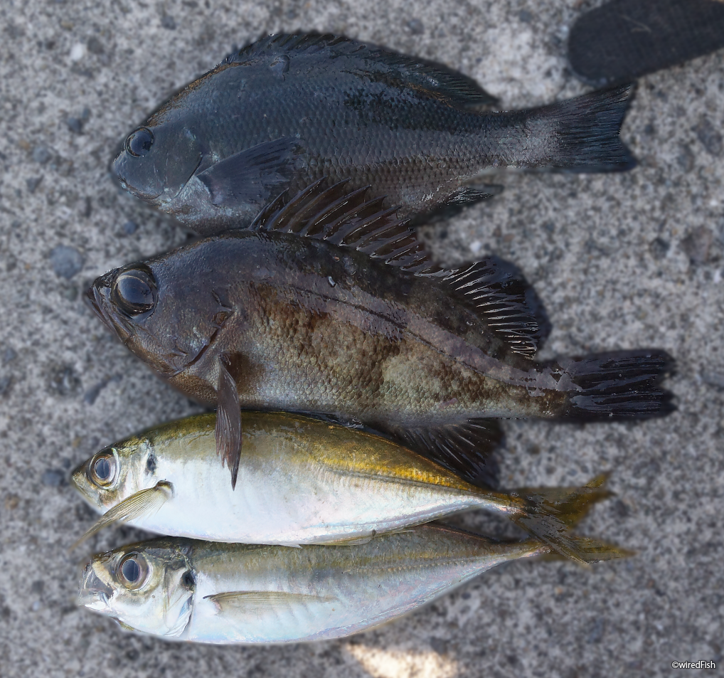 脇崎港の釣り 鹿児島県 出水郡 長島 釣り情報サイト Wiredfish