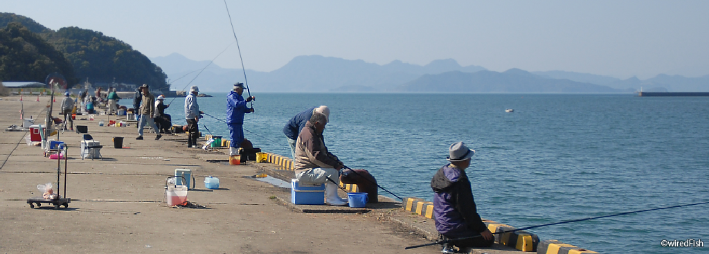 女島の埋立地の釣り 熊本県 芦北町 釣り情報サイト Wiredfish