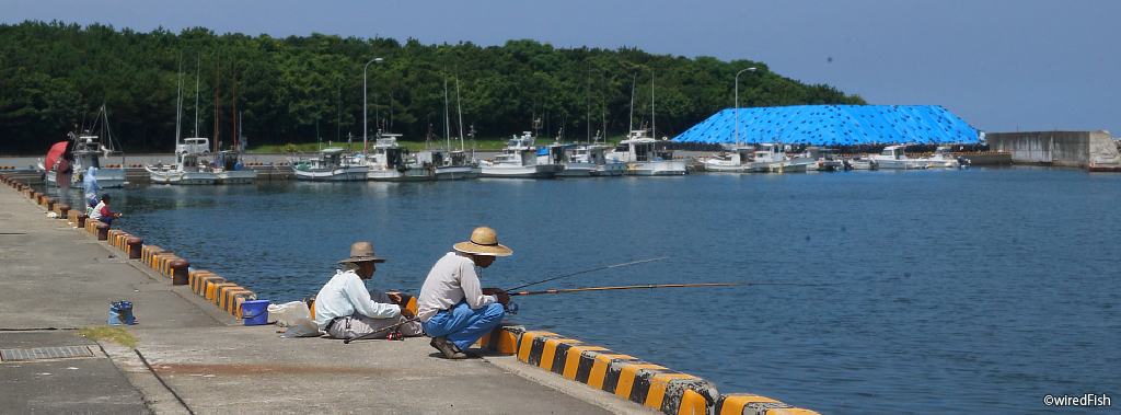 コノシロ 釣りの対象魚 釣り情報サイト Wiredfish