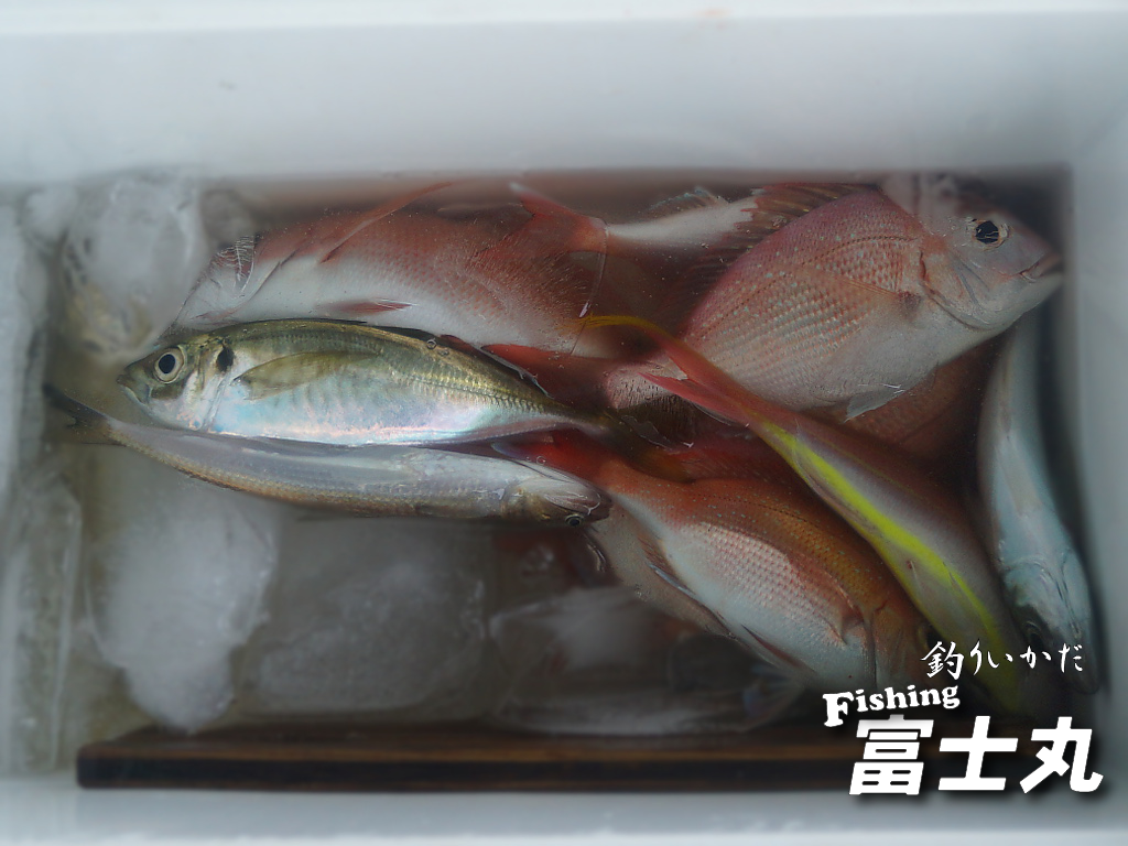 フィッシング富士丸 錦江湾の本格派釣り筏 鹿児島県垂水市海潟沖 桜島有村埼沖 カンパチ ハガツオ マダイ イシダイ アジ サバ アオリイカ イトヨリ など