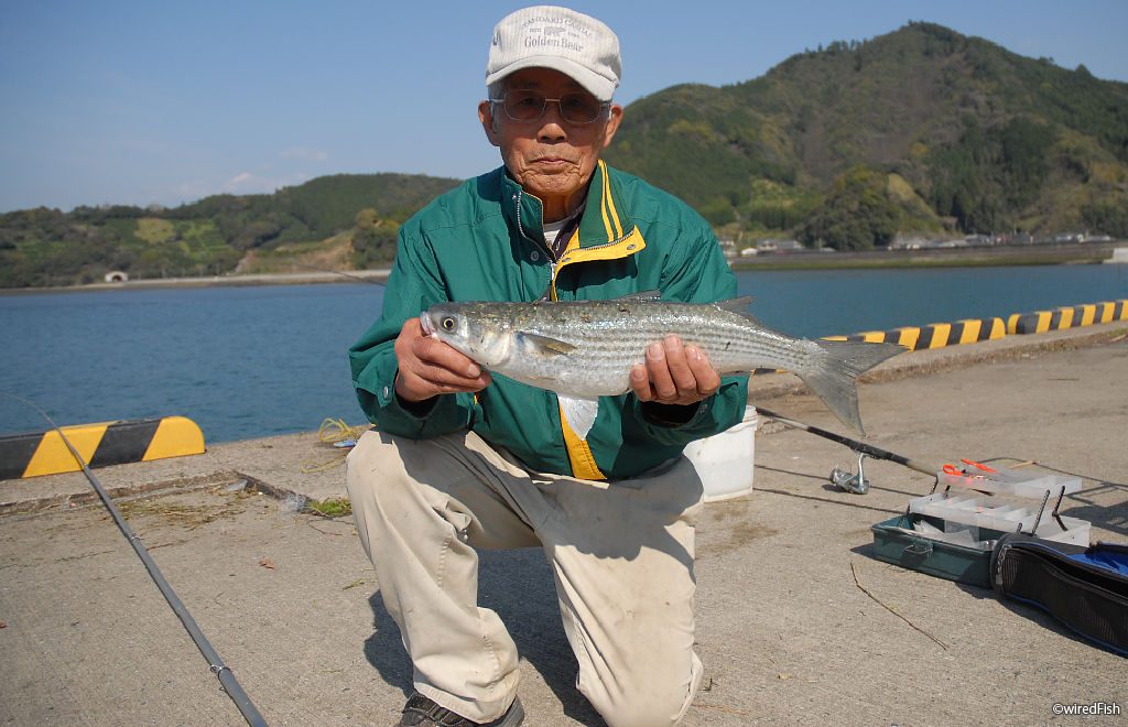 狙えば サビキ ボラ 堅調 熊本県 芦北町 女島の埋立地 01 April 14 釣り情報サイト Wiredfish