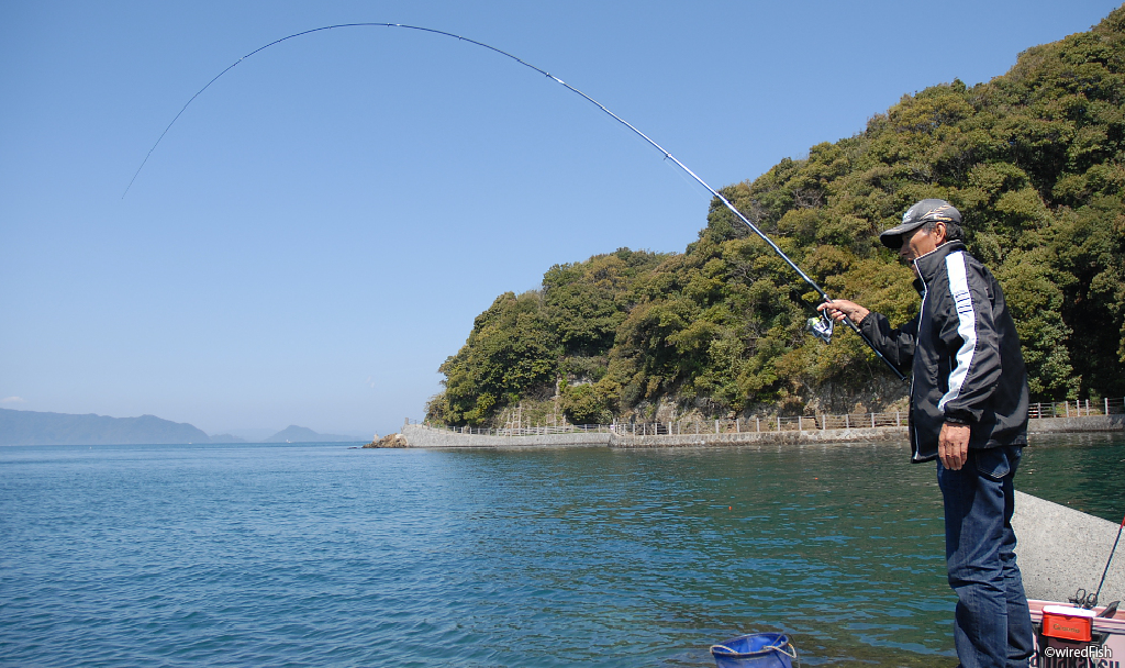 井手の鼻の堤防の釣り 熊本県 芦北町 釣り情報サイト Wiredfish