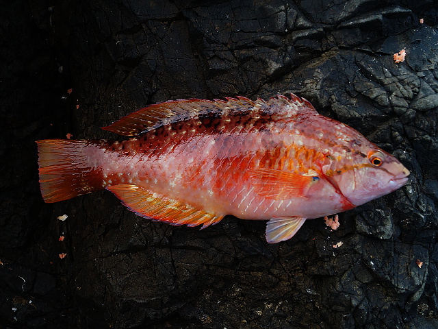 ベラ の生態と釣り方 釣り情報サイト Wiredfish