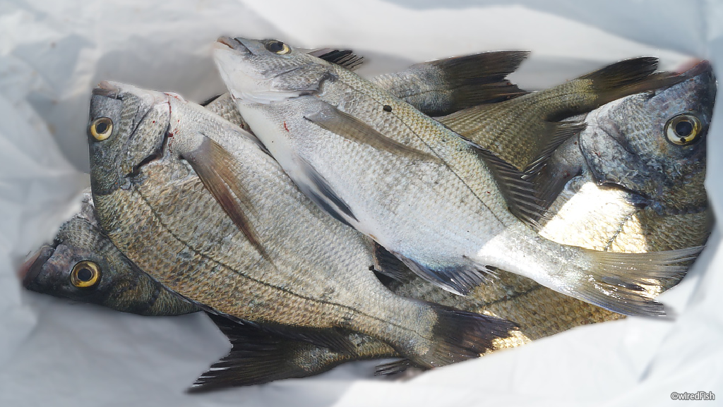 チヌ - 釣りの対象魚 | 釣り情報サイト wiredFish